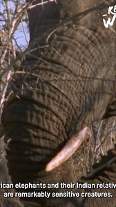 Think elephants are just big and strong? Prepare to be surprised. This video dives into their world, revealing just how sensitive they truly are—physically and emotionally. Prepare to see these amazing creatures in a whole new light. #ElephantFacts #AnimalIntelligence #Wildlife #AnimalSensitivity #AmazingAnimals | Real Wild