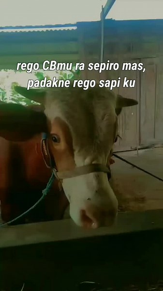 Understanding Cattle Behavior in Outdoor Stables