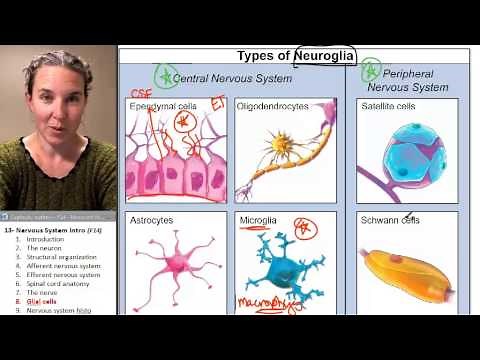 Nervous sytem 8- Glial cells