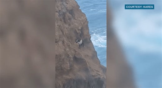 Hanging by a hoof: Goat trapped on Big Island cliff for days
