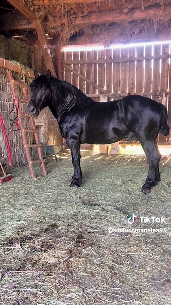 Silviu Comanelea pe TikTok