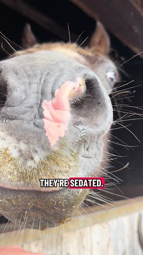 How to Properly Clean a Horse's Sheath