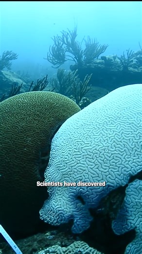 Discovering Earth's First Common Ancestors