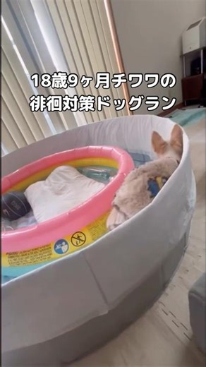 昼は歩き、夜は寝る。18歳9ヶ月の徘徊対策ドッグラン #ハイシニア犬 #老犬 #チワワ #shorts