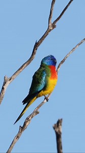 Scarlet-chested Parrot Neophema splendida South Australia, Australia 🇦🇺 | North Africa Parrot Services