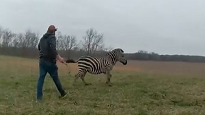 Zebra Attacks Man in Ohio