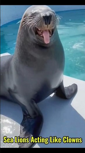 Funny Sea Lions Compilation 🤣 | Sea Lions Acting Like Clown