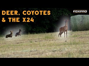 Deer and Denning Coyotes Come To The FOXPRO X24