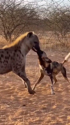 Hyena vs Wild Dog: A Brutal Clash in the Wild #predatorbattle #naturedrama #animals