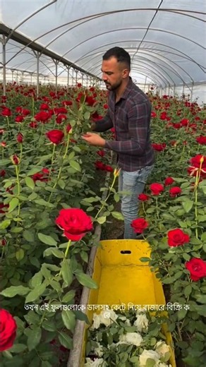 How China Makes Money Growing Roses. #facts #youtubeshorts