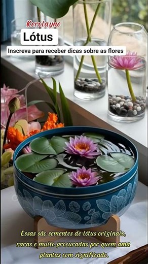 horta na chácara flores de Lotus sementes no link #chácara #orquidias #plantas horta inscreva