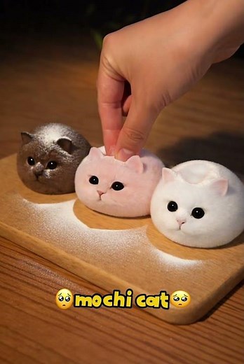 The Softest Mochi Cat Squish 🥺🍞 | Ultimate ASMR #mochi #cat #funny #cute