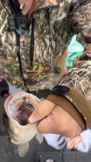 OurSimpleDays on Instagram: "This is why gizzard shad are such a big-bite trigger for bass. Short fat bass with the gizzard still sticking out—full commitment. #BassFishing #GizzardShad #TexasFishing #BigBite #FishingReels"