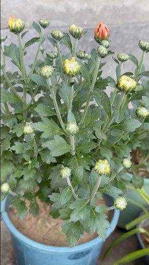 Chrysanthemum Plant | Full Care & Flowering Tips #plants #garden #ytshorts