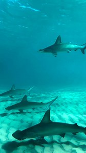 Hammerhead shark footage? Nailed it! 🦈 A lucky diver recently captured these juvenile scalloped hammerhead sharks aggregating off Burleigh Heads on the Gold Coast. Sharks are some of the most fin-tastic creatures in the ocean. Did you know that a white shark can travel over 12,000 kilometres in five months? Or that we can estimate speartooth shark numbers despite only three adults being known to science? Dive into some jaw-some shark facts: http://spr.ly/6186Or1H2 📹 | jackstanistreet on Instag
