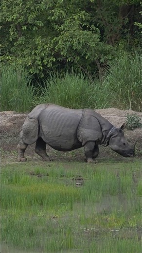 The Majestic One-Horned Rhino 🦏🔥 | Wild & Untamed #wildlife #junglesafari #viral #fyp