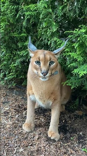 Pumba wishes you a Happy Floppa Friday!🥰