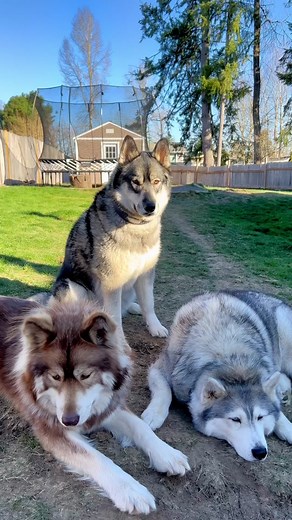 Husky Howling to Ambulance Siren | Funny Dog Compilation