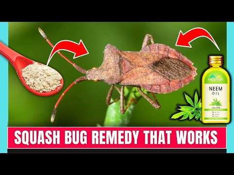 10 Proven Ways to Get Rid of Squash Bugs FAST!