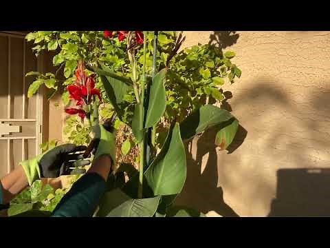 When to cut and deadhead cannas