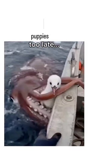 decodee.hubb on Instagram: "The video depicts a dramatic rescue scenario where a seabird, likely a penguin chick, is saved from a giant squid's grasp by individuals on a boat, reflecting real-world incidents like the 2003 report of a giant squid attacking a French boat during a race, highlighting the rare but possible encounters with such marine creatures. The narrative involves the rescuers facing additional challenges, such as nearly running out of fuel and seeking refuge on an oil platform, w