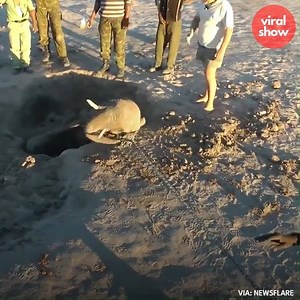 556K views · 11 reactions | Baby Elephant Rescued By Safari Tourists | L i b r o' A d k i n s | Facebook