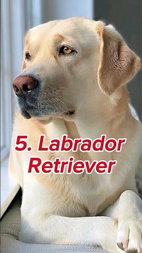 Top 10 Dogs That Are SUPER Easy to Train 🐶💡 #dog #top10