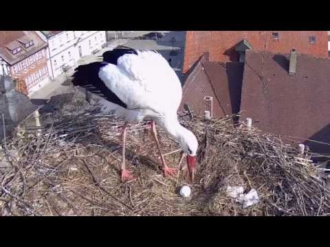 2026 03 20 Storchennest Höchstadt, das erste🥚***NEWS*** guten Morgen, Gerome bewacht es🥚👍👍👍