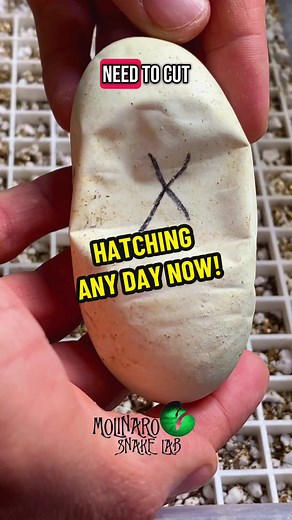 Day 53 and the countdown is on!Inside this egg, the baby ball python is fully formed, starting to absorb its yolk, and getting into position to hatch. The shell is even starting to thin as it prepares for the big escape! We could see pipping any day now! 👀🥚 👇TriColor Hognose plushie available👇 https://www.makeship.com/products/tri-color-hognose-plushie 👉 “Join the Molinaro Snake Lab family on Patreon for first dibs on available snakes, answers to your snake questions, exclusive content, and