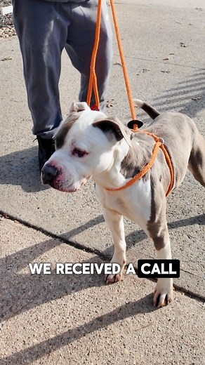 🐶 𝗗𝗼𝗱𝗴𝗲 • This handsome boy is ready for his forever home! Sadly, two years ago, Dodge lost his family. Dodge’s family reached out to us for help, as they were losing their home and wanted us to find a new one for Dodge. Shortly after his arrival, he went into a home, where the family said that Dodge had an incident after food was dropped under the couch. The incident was never proven, so we remain suspicious, but we still need to make future adopters aware. Dodge is only a two-year-old do