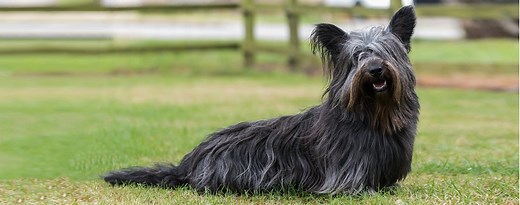 Skye Terrier | Dog Breed Facts and Information - Wag! Dog Walking