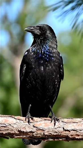 American Crow Caw | ASMR | Animal Sounds
