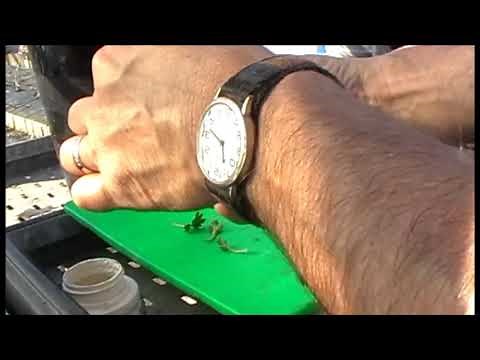 How to take Chrysanthemum cuttings
