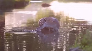 3.6K views · 181 reactions | Baby bath time. A Red deer takes her new born calf for an early morning dip in recent days. Video thanks to Max Ellis | Wild Deer Ireland | Facebook