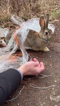 Heroic Rescue: Rabbit Freed from Wire Trap!