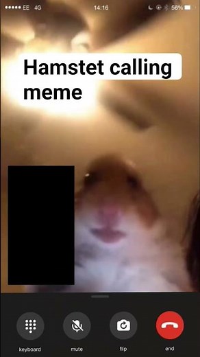hamstet calling meme #hamster #funny #pets #cute