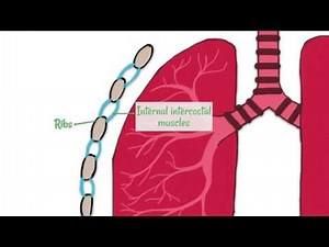 Respiratory System Structure
