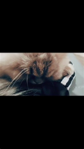 Sleeping Cat Moments: Don't Disturb the Chill