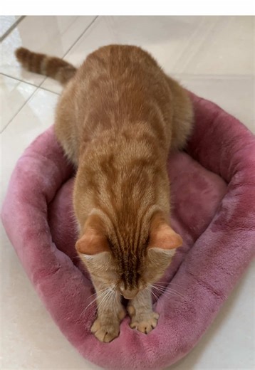 Jojo the Energetic Orange Cat at Work