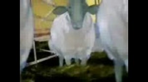 Modest Mouse-Float On