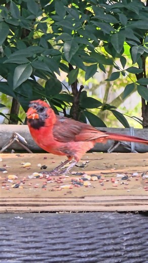 Bringing the World of Male Northern Cardinals to You Every Day ❤️