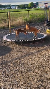 trampoline take over 5/29 | K9 Country Club