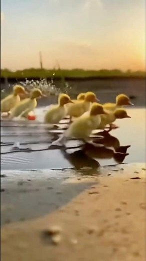 Duckling Race! 🐤💦