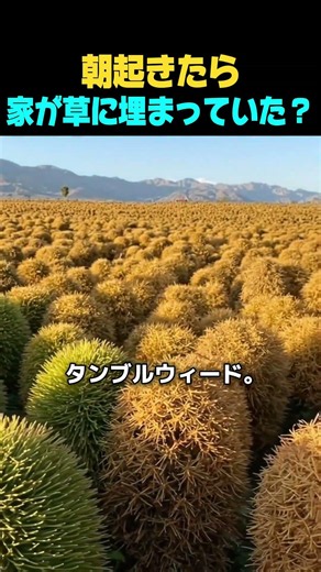 朝起きたら家が草に埋まっていた！？アメリカ西部の「転がる悪夢」の正体