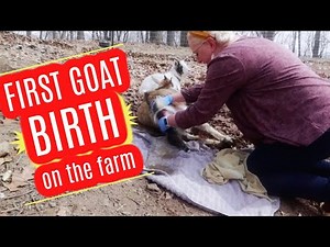🚨FIRST GOAT BIRTH on the FARM! ((GRAPHIC GOAT BIRTH!!)) // SUDDEN HOMESTEAD with Jamerrill!