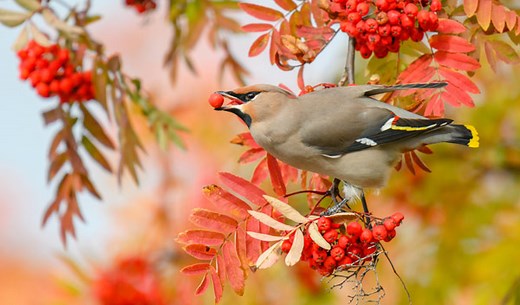 10 arbustes pour accueillir les oiseaux dans le jardin - Jardiland