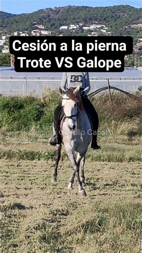 Differences in leg yield between trot and canter #horses #horse