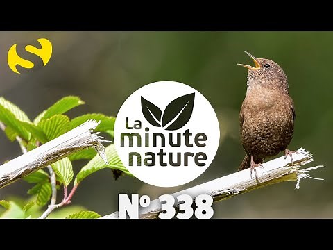 BIRD SONGS, LESSON 20 (No. 338)