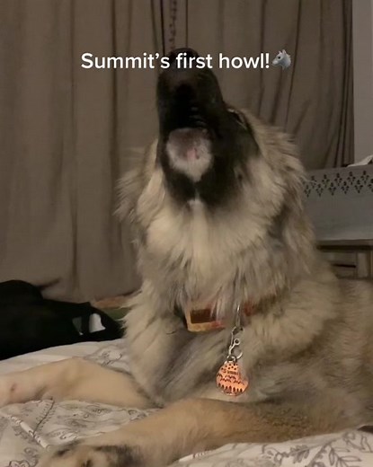 Makes me cry every time he’s so cute #howl #howlingdog #wolf