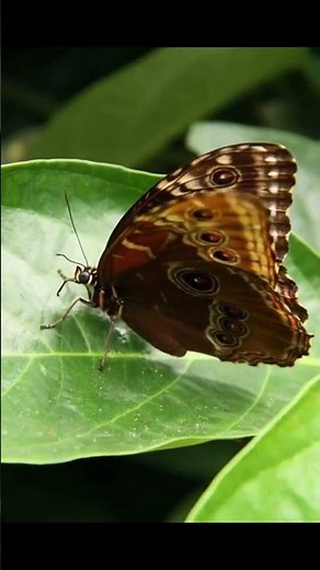 Papillorarama de Kerzers episode 1 #papillon #papillorama#animaux#animal#suisse#kerzers#zoo